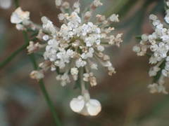Daucus carota gummifer