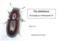 Cis castaneus