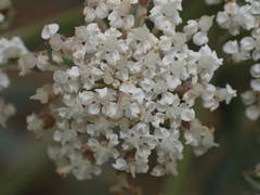 Daucus carota gummifer
