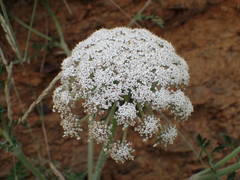 Daucus carota gummifer