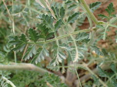 Daucus carota gummifer