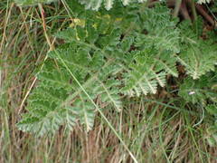 Daucus carota gummifer