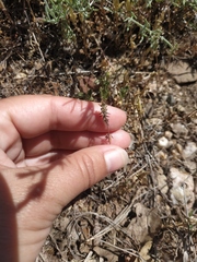 Galium verticillatum