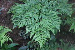 Pteridium aquilinum wightianum