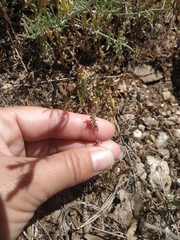 Galium verticillatum