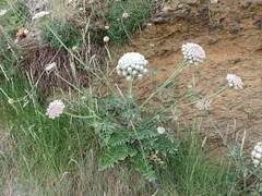 Daucus carota gummifer