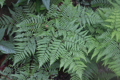 Pteridium aquilinum wightianum