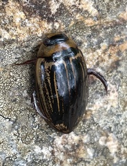 Hydaticus flavolineatus