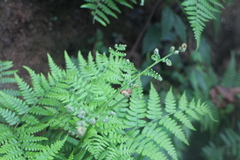 Pteridium aquilinum wightianum