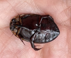 Hydaticus flavolineatus
