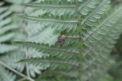 Pteridium aquilinum wightianum
