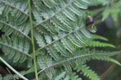 Pteridium aquilinum wightianum