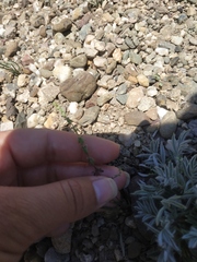 Galium verticillatum