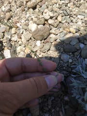 Galium verticillatum