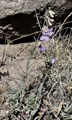 Penstemon secundiflorus
