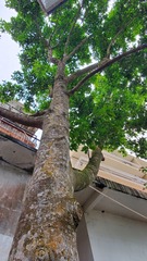 Magnolia × alba