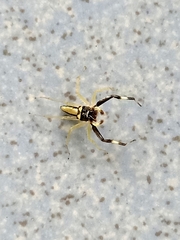 Phintella
