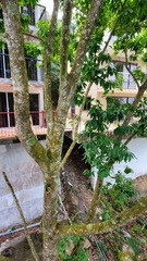 Magnolia × alba