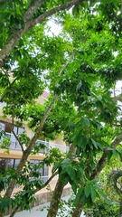 Magnolia × alba