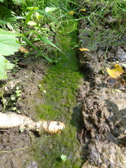 Vaucheria pseudaversa