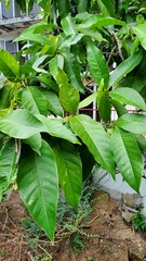 Magnolia × alba