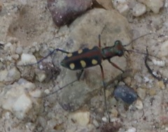 Cosmodela aurulenta aurulenta