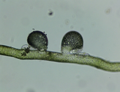 Vaucheria pseudaversa