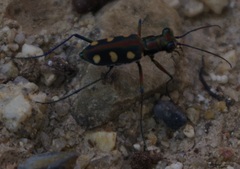 Cosmodela aurulenta aurulenta