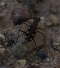 Cosmodela aurulenta aurulenta