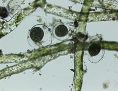 Vaucheria pseudaversa