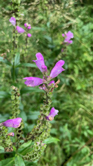 Physostegia ledinghamii
