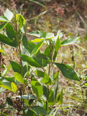 Flemingia macrophylla