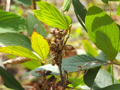 Flemingia macrophylla