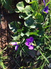 Viola
