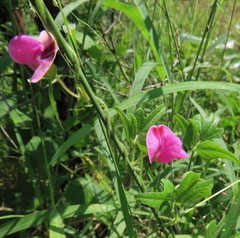 Vigna frutescens