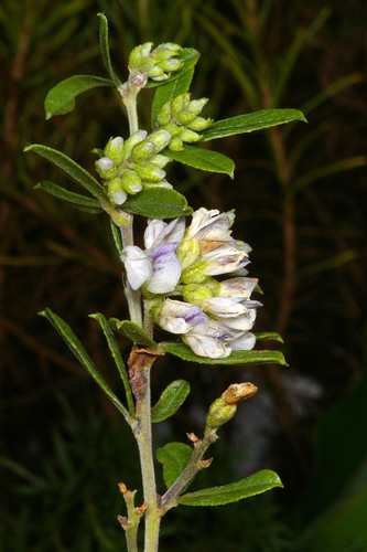 Psoralea wilmsii image