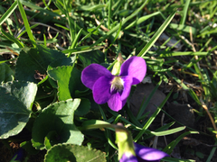 Viola
