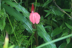 Roscoea purpurea