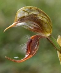 Pterostylis hamata
