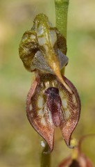 Pterostylis hamata
