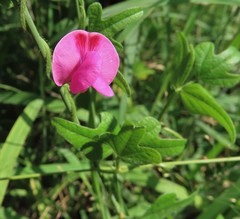 Vigna frutescens