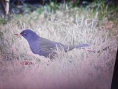 Turdus merula