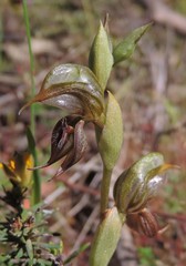 Pterostylis hamata
