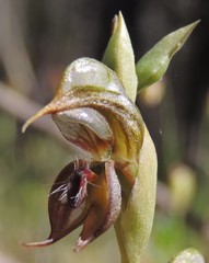 Pterostylis hamata