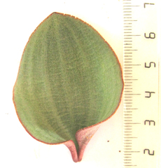 Eriospermum capense