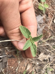 Leucas sexdentata