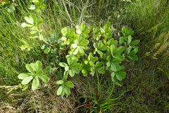 Banksia paludosa