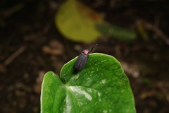 Pyrocoelia formosana