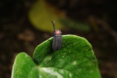 Pyrocoelia formosana