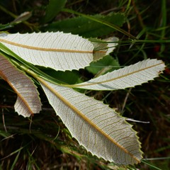 Banksia paludosa